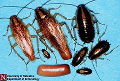 Cucarachas:  >Cucaracha alemana