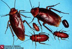 Cucarachas:  >Cucaracha americana 