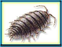 Plagas Ocasionales:  >Cochinilla de Humedad