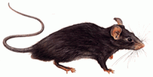 Rata de Tejado