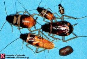 Cucaracha café 