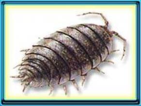 Cochinilla de Humedad