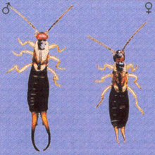 Tijerillas