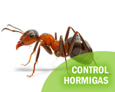 hormigas-insectos-termitas-control-exterminadores-quito-guayaquil-ecuador