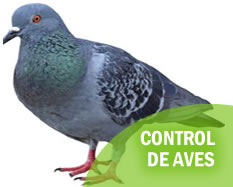 palomas-aves-control-exterminadores-quito-guayaquil-ecuador