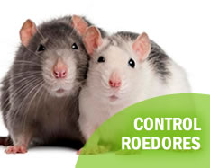 ratas-ratones-roedores-control-exterminadores-quito-guayaquil-ecuador